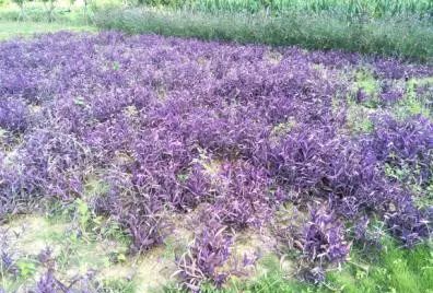 聚焦富民 以樹木種植經營充實百姓口袋