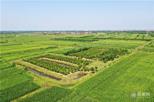 心里裝著群眾，腳步丈量藍圖——記土專家劉國利的農副產品銷售之路