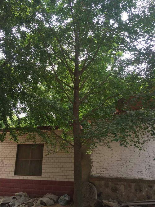 德正苗木基地 優質18公分銀杏樹的種植與經營之道