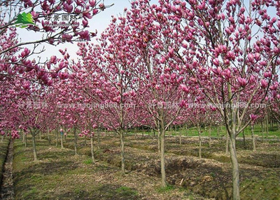 辛夷的選購渠道與農副產品銷售指南