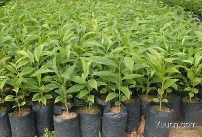 沉香樹種植與沉香木市場價值探析及農副產品銷售策略