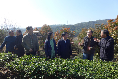 福建省臺聯赴漳州調研兩岸融合發展工作，聚焦農副產品銷售新路徑